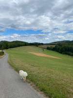 Hundeauslaufgebiet-Oberbach-Bild