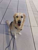 Osteopathie Hund-Beitrag-Bild