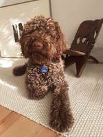 Any Lagotto/ Portuguese water dog/ poodle owners in Karlsruhe?-Beitrag-Bild