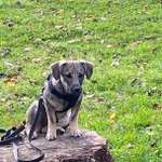 Ersteller:in Cornelia Profilbild