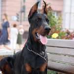 Ersteller:in Akira P. Profilbild