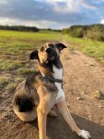 Hundeauslaufgebiet-Auberg-Bild