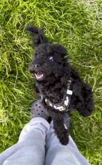 Bissiger Welpe-Beitrag-Bild