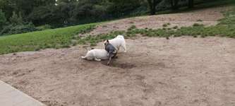 Hundeauslaufgebiet-Grünanlage Bochumer Landstraße (nur Hundewiese)-Bild