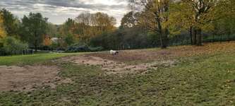 Hundeauslaufgebiet-Grünanlage Bochumer Landstraße (nur Hundewiese)-Bild