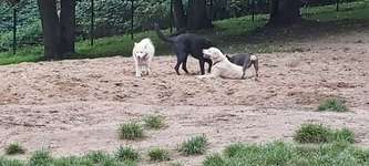 Hundeauslaufgebiet-Grünanlage Bochumer Landstraße (nur Hundewiese)-Bild