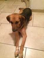 Suchmeldung-Timmy-Bild