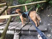 Suchmeldung-Timmy-Bild