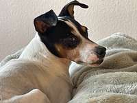 Dremel zum Kürzen der Krallen-Beitrag-Bild