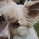 Ersteller:in Franzi Profilbild