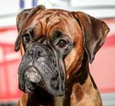 Deutsche Boxer-Beitrag-Bild