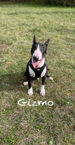 Suche Gizmo's Geschwister - Mini Bulli aus Lübz - Geb. 11.10.2020-Beitrag-Bild