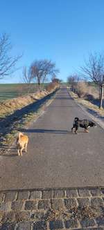 Hundeauslaufgebiet-Sommerberg-Bild