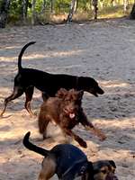 Hundeauslaufgebiet-Sander Tannen-Bild