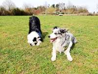 Hundeauslaufgebiet-Berghamer Straße-Bild