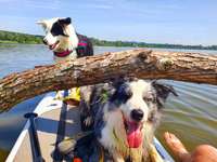 Hundeauslaufgebiet-Rottauensee-Bild