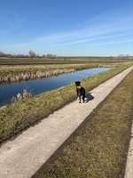 Hundeauslaufgebiet-Rotergraben-Bild