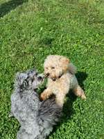 Hundeauslaufgebiet-Lohfelden-Bild