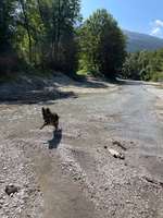 Hundeauslaufgebiet-Flitznbach-Bild