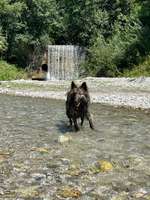 Hundeauslaufgebiet-Flitznbach-Bild