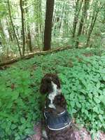 Hundeauslaufgebiet-Ensheimer Gelösch-Bild