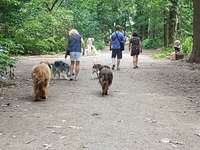 Hundeauslaufgebiet-Forstwald-Bild