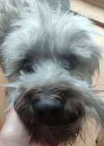 Schneideverbot für Vibrissen-Beitrag-Bild