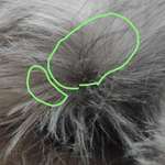 Schneideverbot für Vibrissen-Beitrag-Bild