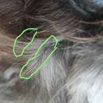 Schneideverbot für Vibrissen-Beitrag-Bild