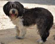 Suchmeldung-Nala-Bild