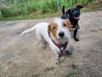 Hundeauslaufgebiet-Hessenschanze/Prinzenquelle-Bild