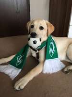 Eure Vierbeiner als Fußballfans-Beitrag-Bild