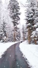 Hundeauslaufgebiet-Kugelmoos Schwenningen-Bild