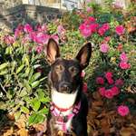 Ersteller:in Alice Profilbild