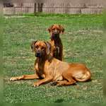 Ersteller:in Danika Profilbild