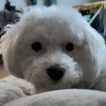 Ersteller:in Ang Profilbild