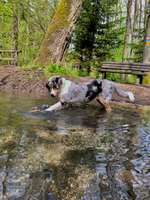 Hundeauslaufgebiet-Sieben Quellen-Bild