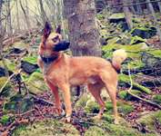 Hundeauslaufgebiet-Trebnitzgrund-Bild