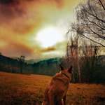 Hundeauslaufgebiet-Trebnitzgrund-Bild