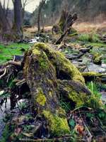 Hundeauslaufgebiet-Trebnitzgrund-Bild