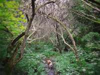 Hundeauslaufgebiet-Leutewitzer Park-Bild