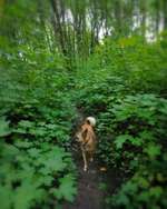 Hundeauslaufgebiet-Leutewitzer Park-Bild