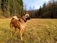 Hundeauslaufgebiet-Trebnitzgrund-Bild