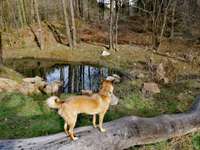 Hundeauslaufgebiet-Trebnitzgrund-Bild