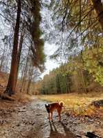 Hundeauslaufgebiet-Trebnitzgrund-Bild