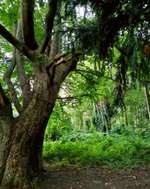 Hundeauslaufgebiet-Leutewitzer Park-Bild