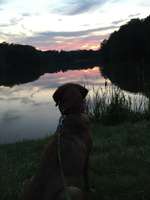 Hundeauslaufgebiet-Schöner Rundgang zum Möhlwoog-Bild