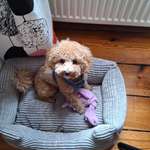 Hund ist eifersüchtig auf Menschen?-Beitrag-Bild