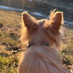 Suchmeldung-Lou-Bild