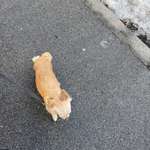 Suchmeldung-Lou-Bild